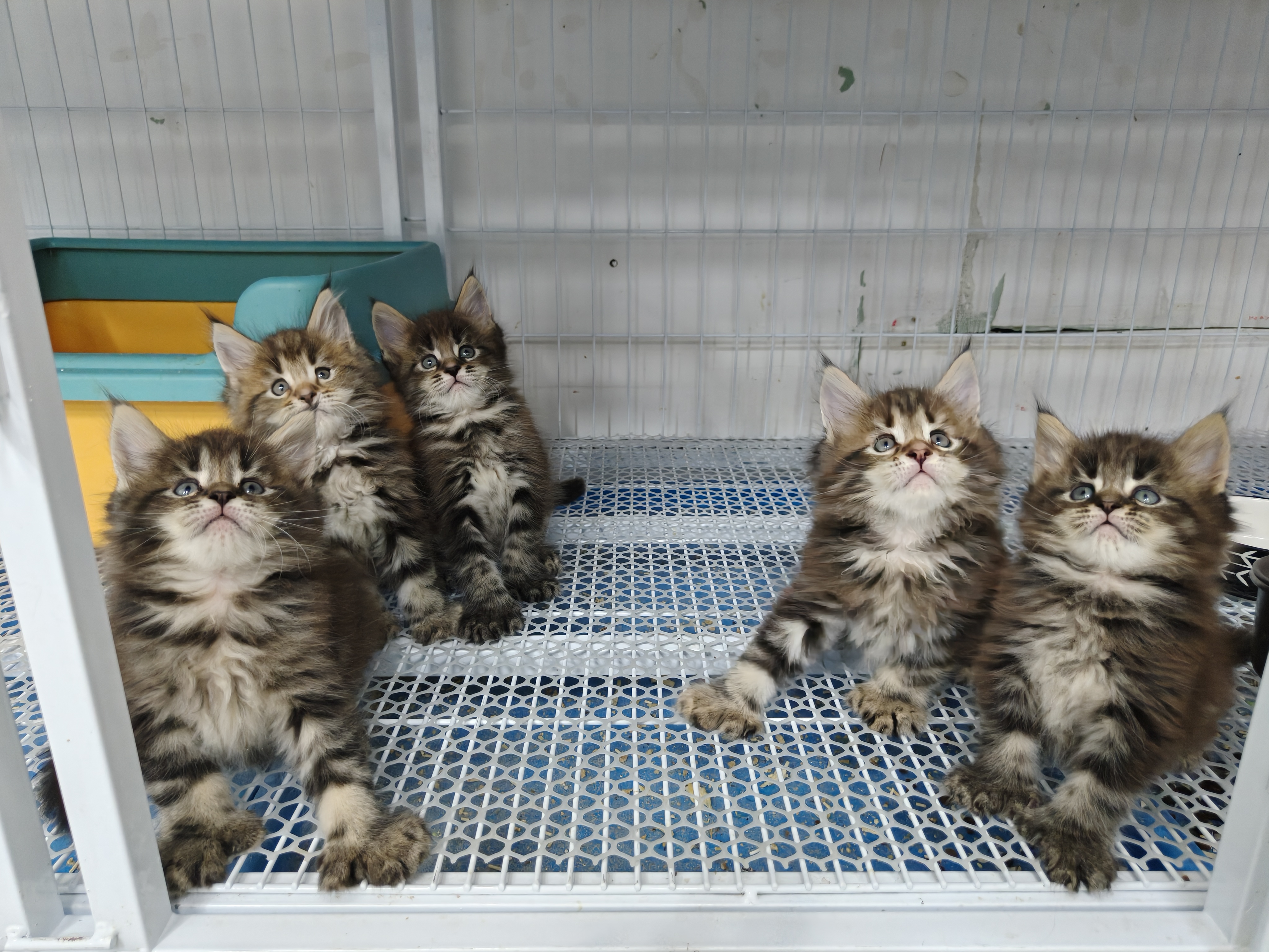 缅因猫弟弟，都是前六后六，大脚宝宝，喜欢的来聊吧